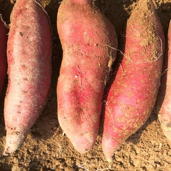 如何挑選種薯？